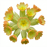 Set of 3 or 6 Primula Veris Lime with Orange Plants, Hardy Spring Flowering Perennial, 11cm Root-Ball - Frankton's