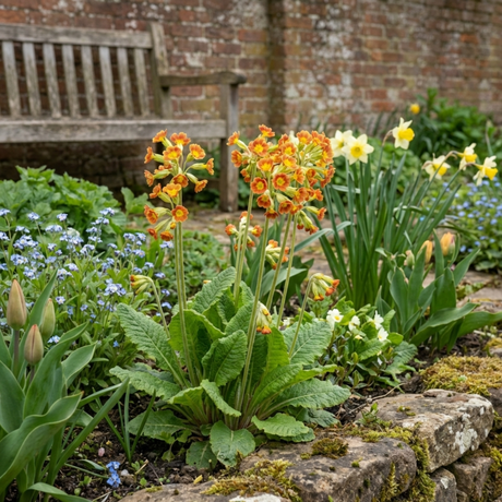 Set of 3 or 6 Primula veris Orange with Yellow Hardy Perennial Plants, Spring Flowering, Outdoor Garden Ready, 11cm Root-Ball - Frankton's
