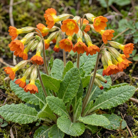 Set of 3 or 6 Primula veris Orange with Yellow Hardy Perennial Plants, Spring Flowering, Outdoor Garden Ready, 11cm Root-Ball - Frankton's