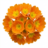 Set of 3 or 6 Primula veris Orange with Yellow Hardy Perennial Plants, Spring Flowering, Outdoor Garden Ready, 11cm Root-Ball - Frankton's