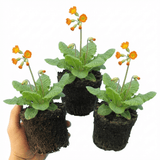 Set of 3 or 6 Primula veris Orange with Yellow Hardy Perennial Plants, Spring Flowering, Outdoor Garden Ready, 11cm Root-Ball - Frankton's