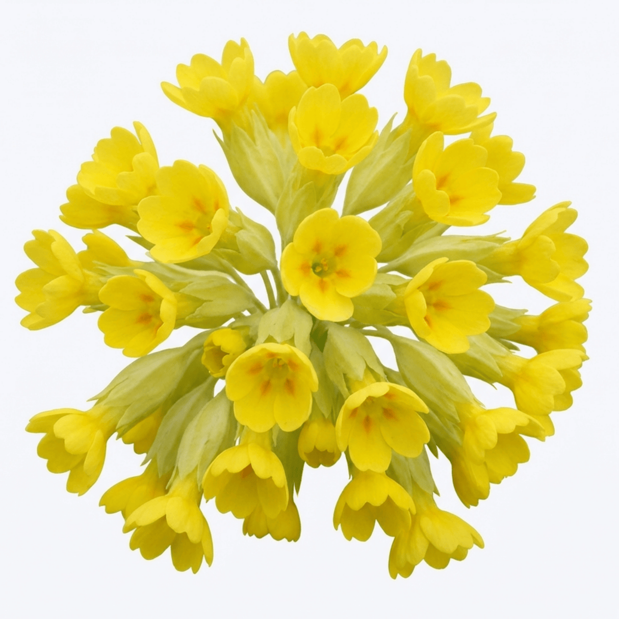 Set of 3 or 6 Primula veris Pure Yellow Hardy Perennial Plants, Spring Flowering, Outdoor Garden Ready, 1 Litre Root-Ball - Frankton's