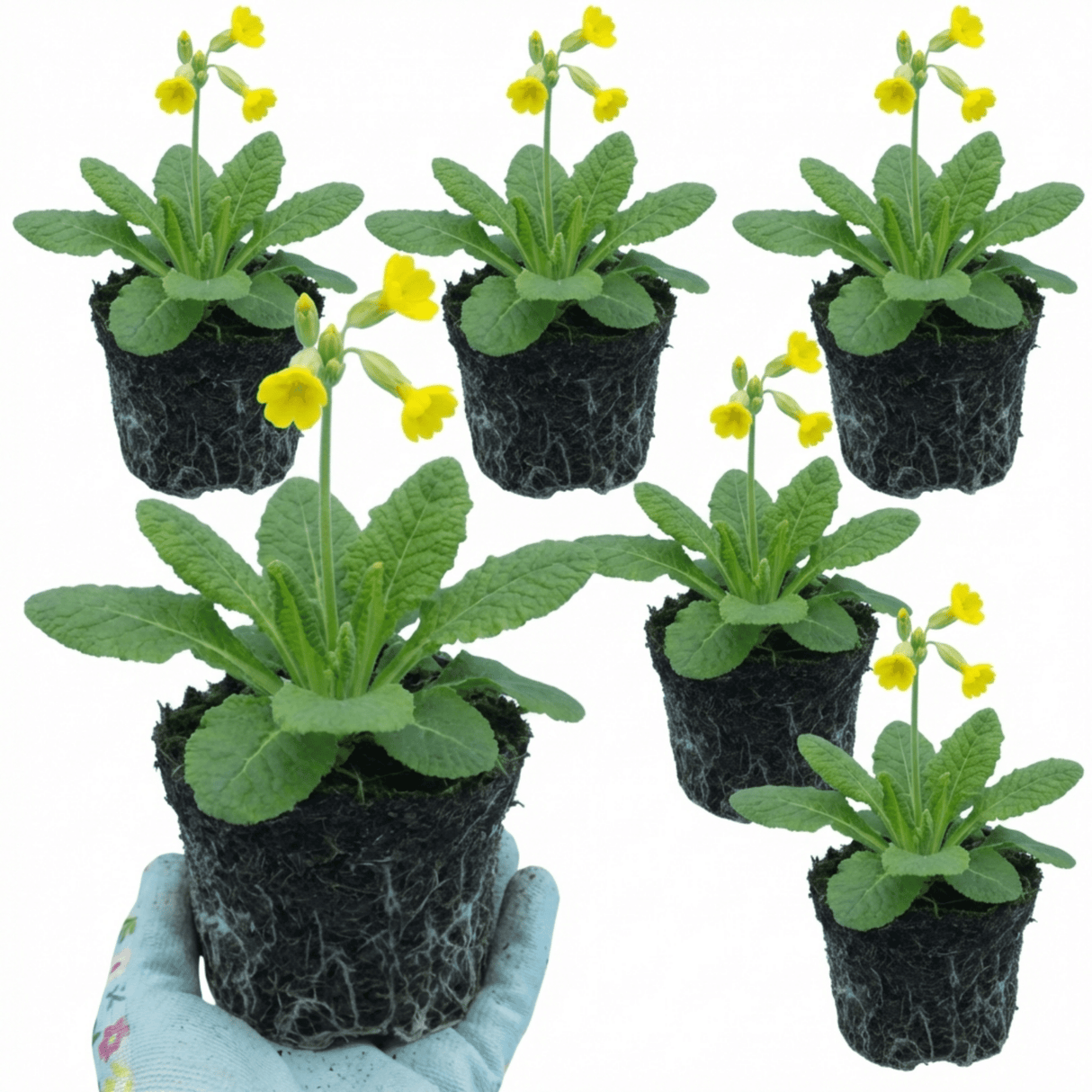 Set of 3 or 6 Primula veris Pure Yellow Hardy Perennial Plants, Spring Flowering, Outdoor Garden Ready, 1 Litre Root-Ball - Frankton's