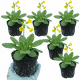 Set of 3 or 6 Primula veris Pure Yellow Hardy Perennial Plants, Spring Flowering, Outdoor Garden Ready, 1 Litre Root-Ball - Frankton's