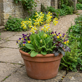 Set of 3 or 6 Primula veris Pure Yellow Hardy Perennial Plants, Spring Flowering, Outdoor Garden Ready, 1 Litre Root-Ball - Frankton's