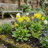 Set of 3 or 6 Primula veris Pure Yellow Hardy Perennial Plants, Spring Flowering, Outdoor Garden Ready, 1 Litre Root-Ball - Frankton's