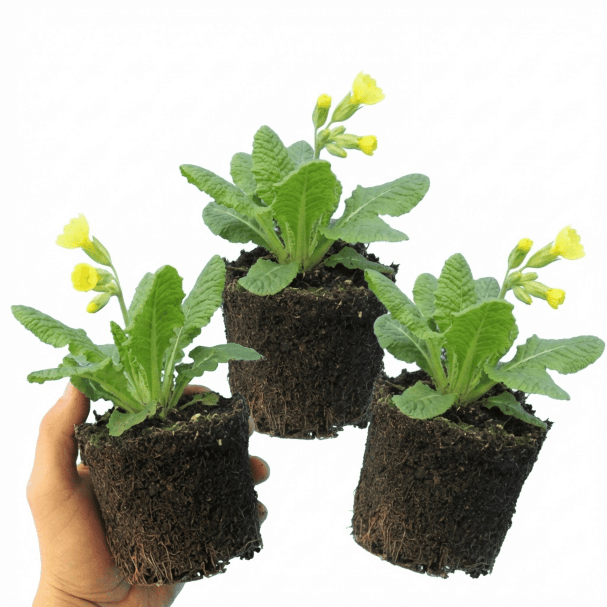Set of 3 or 6 Primula veris Pure Yellow Hardy Perennial Plants, Spring Flowering, Outdoor Garden Ready, 1 Litre Root-Ball - Frankton's