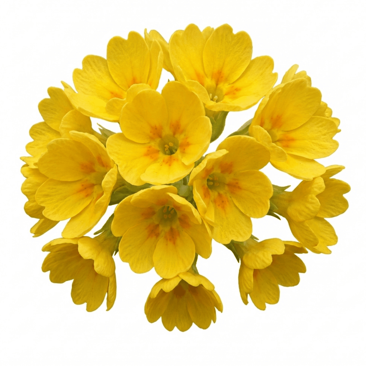 Set of 3 or 6 Primula Veris Yellow Cowslip Primrose Plants, Hardy Perennial, Spring Flowering, Outdoor Garden Ready, 1 Litre Root-Ball - Frankton's
