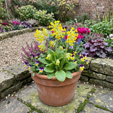 Set of 3 or 6 Primula Veris Yellow Cowslip Primrose Plants, Hardy Perennial, Spring Flowering, Outdoor Garden Ready, 1 Litre Root-Ball - Frankton's