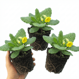 Set of 3 or 6 Primula Veris Yellow Cowslip Primrose Plants, Hardy Perennial, Spring Flowering, Outdoor Garden Ready, 1 Litre Root-Ball - Frankton's