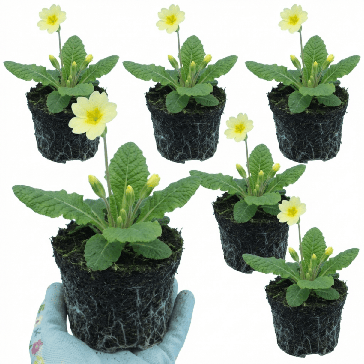 Set of 3 or 6 Primula Veris Yellow Cowslip Primrose Plants, Hardy Perennial, Spring Flowering, Outdoor Garden Ready, 1 Litre Root-Ball - Frankton's