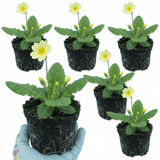 Set of 3 or 6 Primula Veris Yellow Cowslip Primrose Plants, Hardy Perennial, Spring Flowering, Outdoor Garden Ready, 1 Litre Root-Ball - Frankton's
