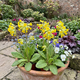 Set of 3 or 6 Primula Veris Yellow Cowslip Primrose Plants, Hardy Perennial, Spring Flowering, Outdoor Garden Ready, 1 Litre Root-Ball - Frankton's