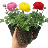 Set of 3 or 6 Ranunculus Growers Colour Mix Plants, Persian Buttercup, Spring Flowering, Outdoor Garden Ready, 1 Litre Root-Ball - Frankton's