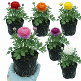 Set of 3 or 6 Ranunculus Growers Colour Mix Plants, Persian Buttercup, Spring Flowering, Outdoor Garden Ready, 1 Litre Root-Ball - Frankton's