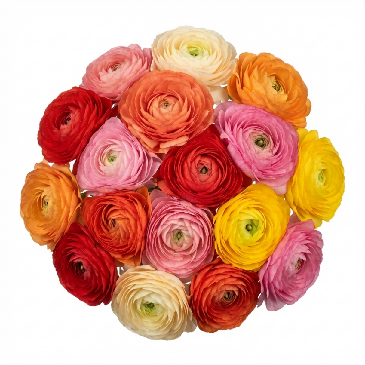 Set of 3 or 6 Ranunculus Growers Colour Mix Plants, Persian Buttercup, Spring Flowering, Outdoor Garden Ready, 1 Litre Root-Ball - Frankton's