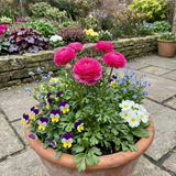 Set of 3 or 6 Ranunculus Vortex Hot Pink Persian Buttercup Plants, Spring Flowering, Outdoor Garden Ready, 1 Litre Root-Ball - Frankton's
