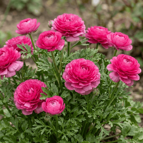 Set of 3 or 6 Ranunculus Vortex Hot Pink Persian Buttercup Plants, Spring Flowering, Outdoor Garden Ready, 1 Litre Root-Ball - Frankton's