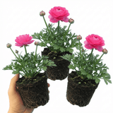 Set of 3 or 6 Ranunculus Vortex Hot Pink Persian Buttercup Plants, Spring Flowering, Outdoor Garden Ready, 1 Litre Root-Ball - Frankton's