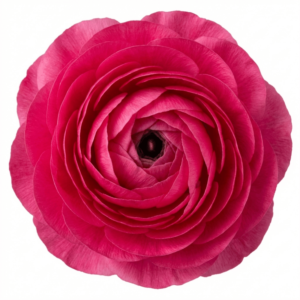 Set of 3 or 6 Ranunculus Vortex Hot Pink Persian Buttercup Plants, Spring Flowering, Outdoor Garden Ready, 1 Litre Root-Ball - Frankton's