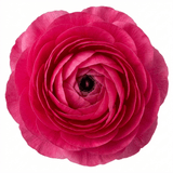 Set of 3 or 6 Ranunculus Vortex Hot Pink Persian Buttercup Plants, Spring Flowering, Outdoor Garden Ready, 1 Litre Root-Ball - Frankton's