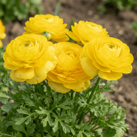 Set of 3 or 6 Ranunculus Vortex Lemonade Persian Buttercup Plants, Hardy Yellow Perennials, Spring & Autumn Flowering, Outdoor Garden Ready, 1 Litre Root-Ball - Frankton's