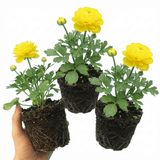 Set of 3 or 6 Ranunculus Vortex Lemonade Persian Buttercup Plants, Hardy Yellow Perennials, Spring & Autumn Flowering, Outdoor Garden Ready, 1 Litre Root-Ball - Frankton's