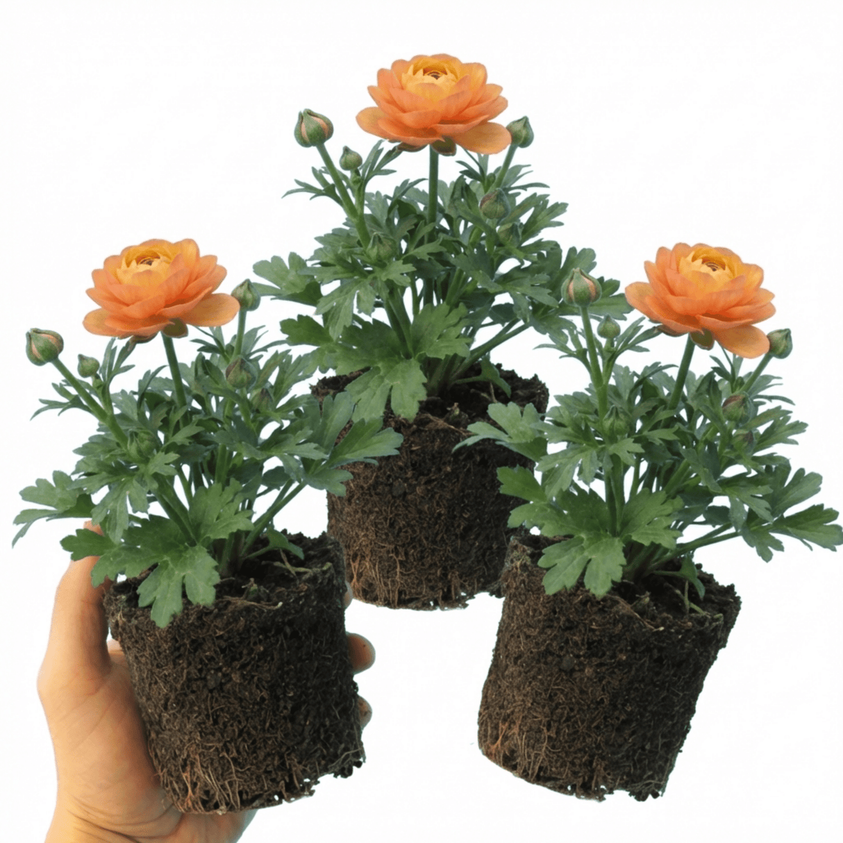 Set of 3 or 6 Ranunculus Vortex Orange Apricot Persian Buttercup Plants, Hardy Perennial, Spring Flowering, Outdoor Garden Ready, 1 Litre Root-Ball - Frankton's