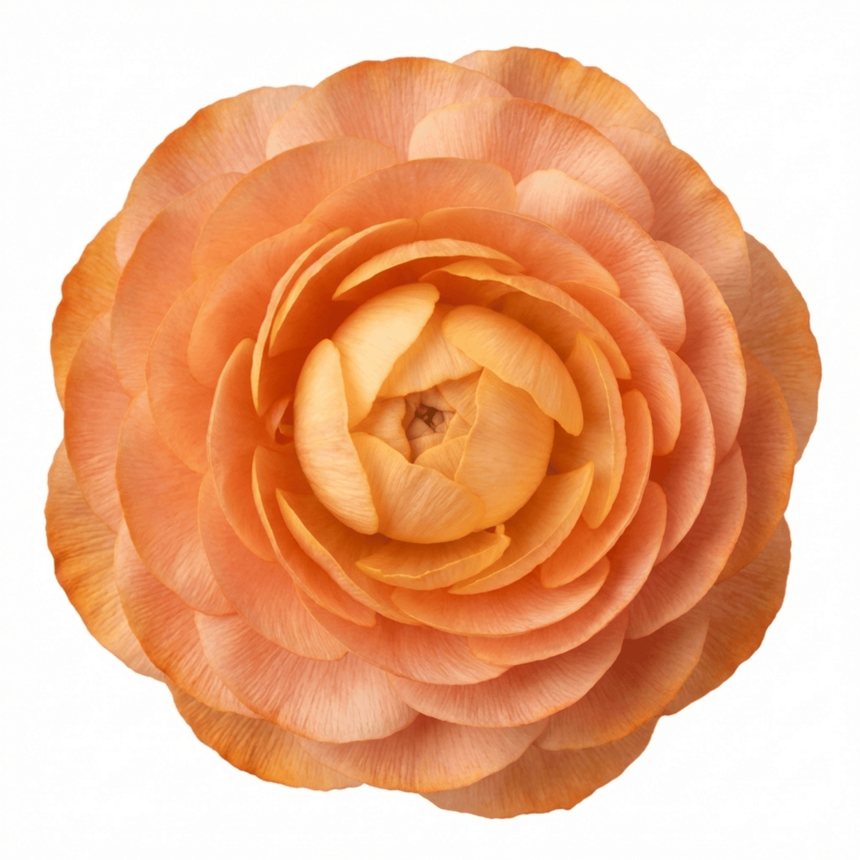 Set of 3 or 6 Ranunculus Vortex Orange Apricot Persian Buttercup Plants, Hardy Perennial, Spring Flowering, Outdoor Garden Ready, 1 Litre Root-Ball - Frankton's