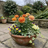 Set of 3 or 6 Ranunculus Vortex Orange Apricot Persian Buttercup Plants, Hardy Perennial, Spring Flowering, Outdoor Garden Ready, 1 Litre Root-Ball - Frankton's