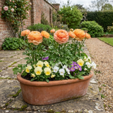 Set of 3 or 6 Ranunculus Vortex Orange Apricot Persian Buttercup Plants, Hardy Perennial, Spring Flowering, Outdoor Garden Ready, 1 Litre Root-Ball - Frankton's