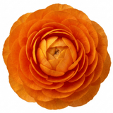 Set of 3 or 6 Ranunculus Vortex Orange Persian Buttercup Plants, Hardy Perennial, Spring & Autumn Flowering, Outdoor Garden Ready, 1 Litre Root-Ball - Frankton's