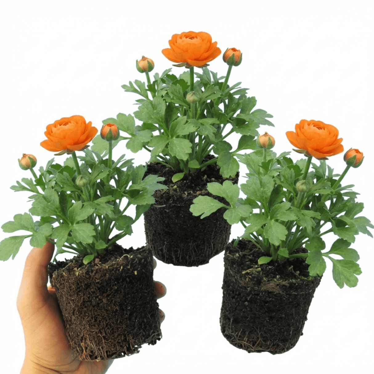 Set of 3 or 6 Ranunculus Vortex Orange Persian Buttercup Plants, Hardy Perennial, Spring & Autumn Flowering, Outdoor Garden Ready, 1 Litre Root-Ball - Frankton's