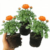Set of 3 or 6 Ranunculus Vortex Orange Persian Buttercup Plants, Hardy Perennial, Spring & Autumn Flowering, Outdoor Garden Ready, 1 Litre Root-Ball - Frankton's
