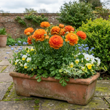 Set of 3 or 6 Ranunculus Vortex Orange Persian Buttercup Plants, Hardy Perennial, Spring & Autumn Flowering, Outdoor Garden Ready, 1 Litre Root-Ball - Frankton's