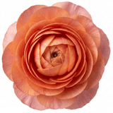 Set of 3 or 6 Ranunculus Vortex Orange Pink Persian Buttercup Plants, Hardy Perennial, Spring Flowering, Outdoor Garden Ready, 1 Litre Root-Ball - Frankton's