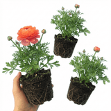 Set of 3 or 6 Ranunculus Vortex Orange Pink Persian Buttercup Plants, Hardy Perennial, Spring Flowering, Outdoor Garden Ready, 1 Litre Root-Ball - Frankton's