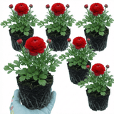 Set of 3 or 6 Ranunculus Vortex Red Persian Buttercup Plants, Spring & Autumn Flowering, Outdoor Garden Ready, 1 Litre Root-Ball - Frankton's