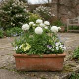 Set of 3 or 6 Ranunculus Vortex White Persian Buttercup Plants, Hardy Perennial, Spring Flowering, Outdoor Garden Ready, 1 Litre Root-Ball - Frankton's