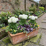Set of 3 or 6 Ranunculus Vortex White Persian Buttercup Plants, Hardy Perennial, Spring Flowering, Outdoor Garden Ready, 1 Litre Root-Ball - Frankton's