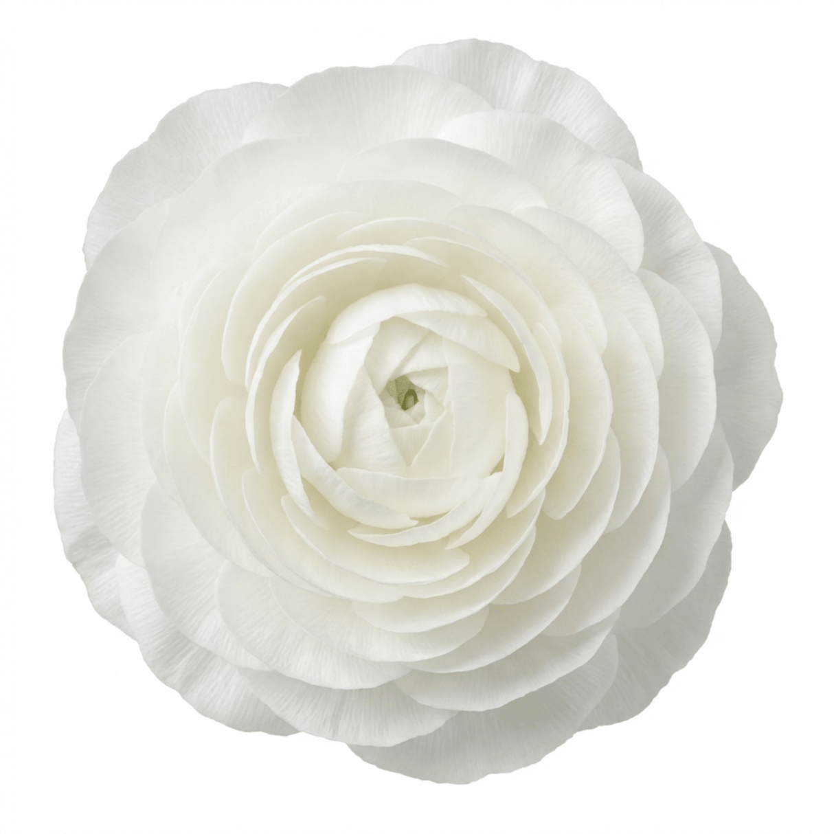 Set of 3 or 6 Ranunculus Vortex White Persian Buttercup Plants, Hardy Perennial, Spring Flowering, Outdoor Garden Ready, 1 Litre Root-Ball - Frankton's
