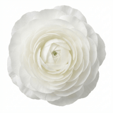 Set of 3 or 6 Ranunculus Vortex White Persian Buttercup Plants, Hardy Perennial, Spring Flowering, Outdoor Garden Ready, 1 Litre Root-Ball - Frankton's