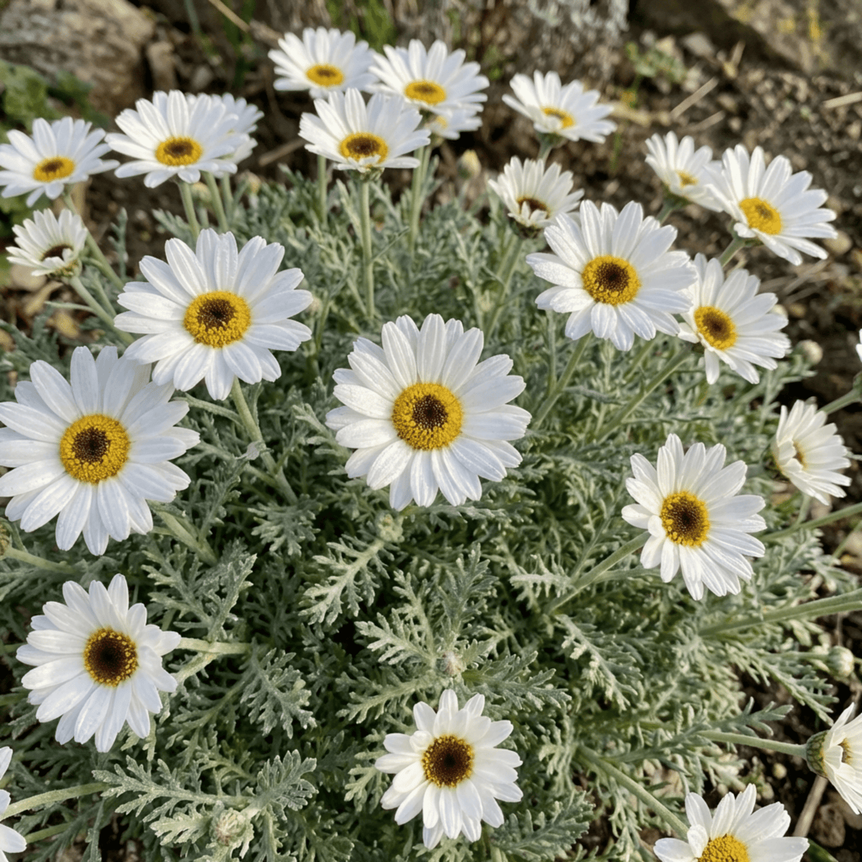 Set of 3 or 6 Rhodanthemum ‘Casablanca’ Hardy Perennial Moroccan Daisy Plants, White Flowering, Outdoor Garden Ready, 1 Litre Root-Ball - Frankton's