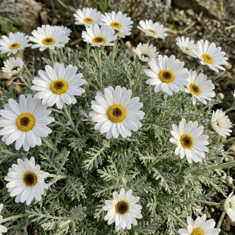 Set of 3 or 6 Rhodanthemum ‘Casablanca’ Hardy Perennial Moroccan Daisy Plants, White Flowering, Outdoor Garden Ready, 1 Litre Root-Ball - Frankton's