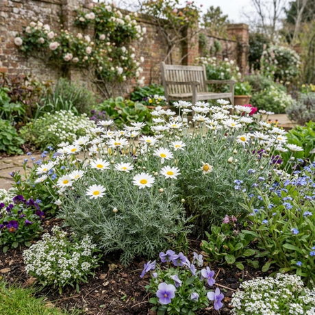 Set of 3 or 6 Rhodanthemum ‘Casablanca’ Hardy Perennial Moroccan Daisy Plants, White Flowering, Outdoor Garden Ready, 1 Litre Root-Ball - Frankton's