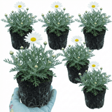 Set of 3 or 6 Rhodanthemum ‘Casablanca’ Hardy Perennial Moroccan Daisy Plants, White Flowering, Outdoor Garden Ready, 1 Litre Root-Ball - Frankton's