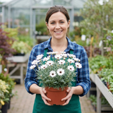 Set of 3 or 6 Rhodanthemum ‘Casablanca’ Hardy Perennial Moroccan Daisy Plants, White Flowering, Outdoor Garden Ready, 1 Litre Root-Ball - Frankton's