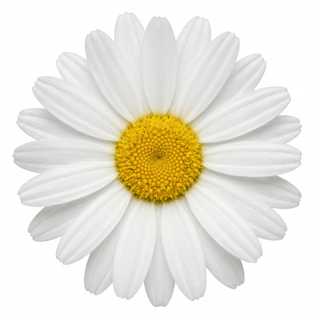 Set of 3 or 6 Rhodanthemum ‘Casablanca’ Hardy Perennial Moroccan Daisy Plants, White Flowering, Outdoor Garden Ready, 1 Litre Root-Ball - Frankton's