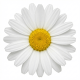Set of 3 or 6 Rhodanthemum ‘Casablanca’ Hardy Perennial Moroccan Daisy Plants, White Flowering, Outdoor Garden Ready, 1 Litre Root-Ball - Frankton's