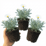 Set of 3 or 6 Rhodanthemum ‘Casablanca’ Hardy Perennial Moroccan Daisy Plants, White Flowering, Outdoor Garden Ready, 1 Litre Root-Ball - Frankton's
